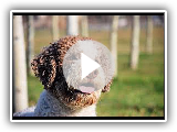 Lagotto Romagnolo -Raza de Perro / Dog Breed